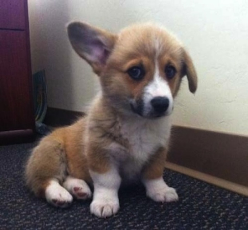 corgi puppy