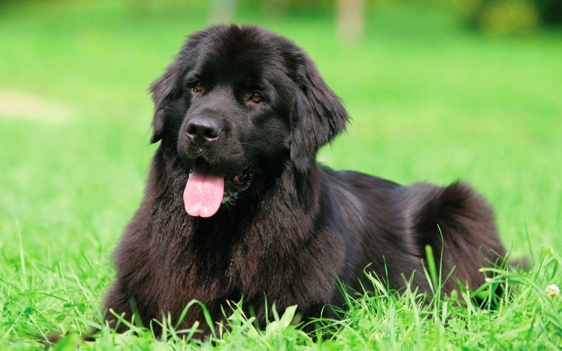 Newfoundland | 9 of The Best Family Friendly Dog Breeds | Her Beauty