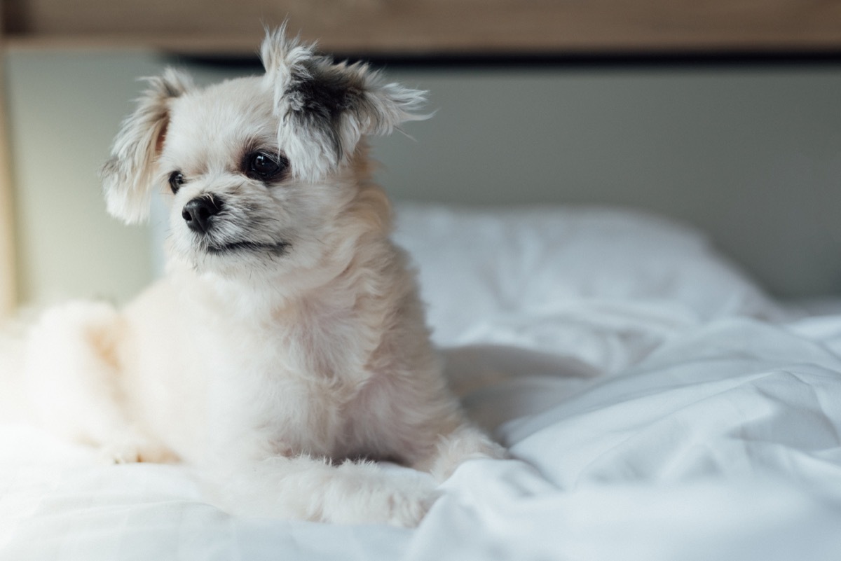 Shih-Tzu, Pomeranian and Poodle