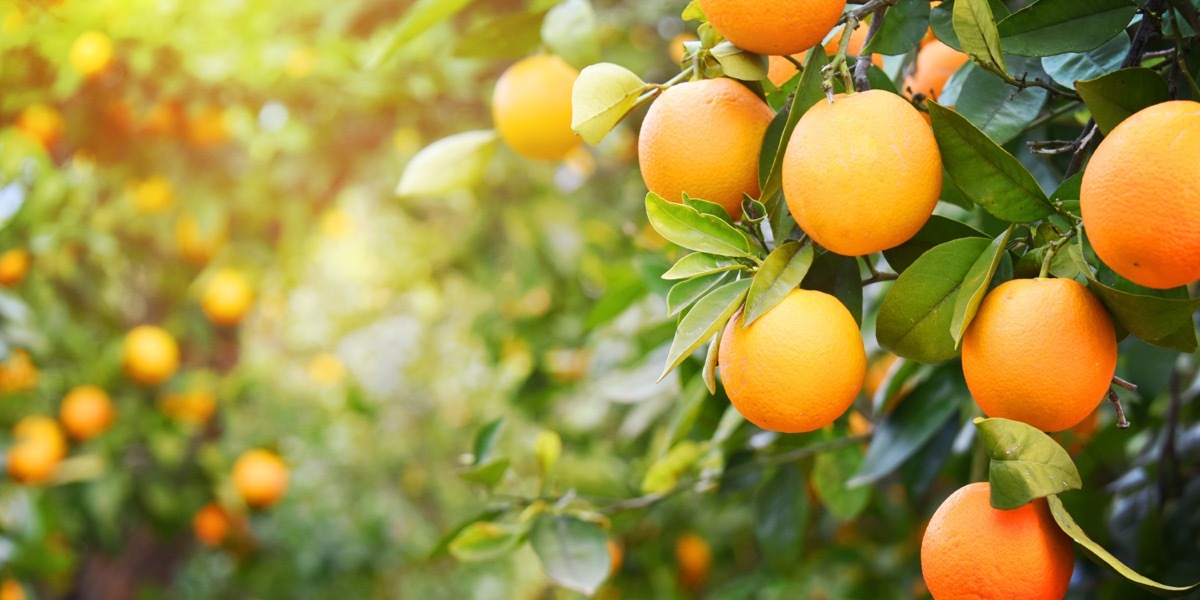 oranges hanging from a tree