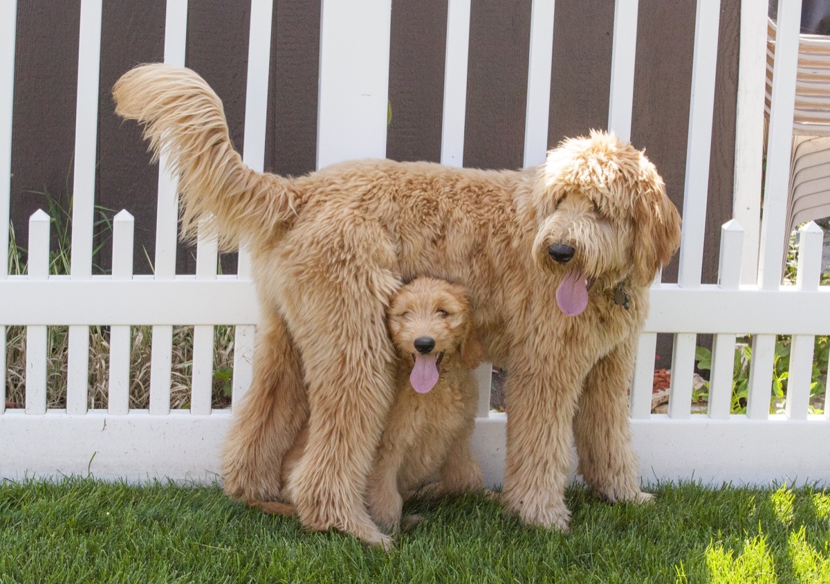 Goldendoodle Mixed breed Dogs