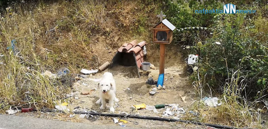 Greek Hachiko