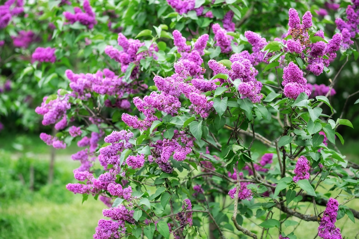 Blossoming purple and violet lilac flowers. 