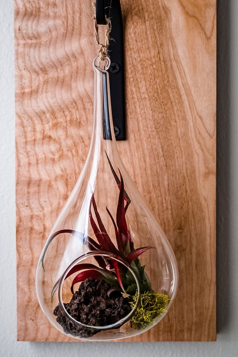 air plant hook terrarium