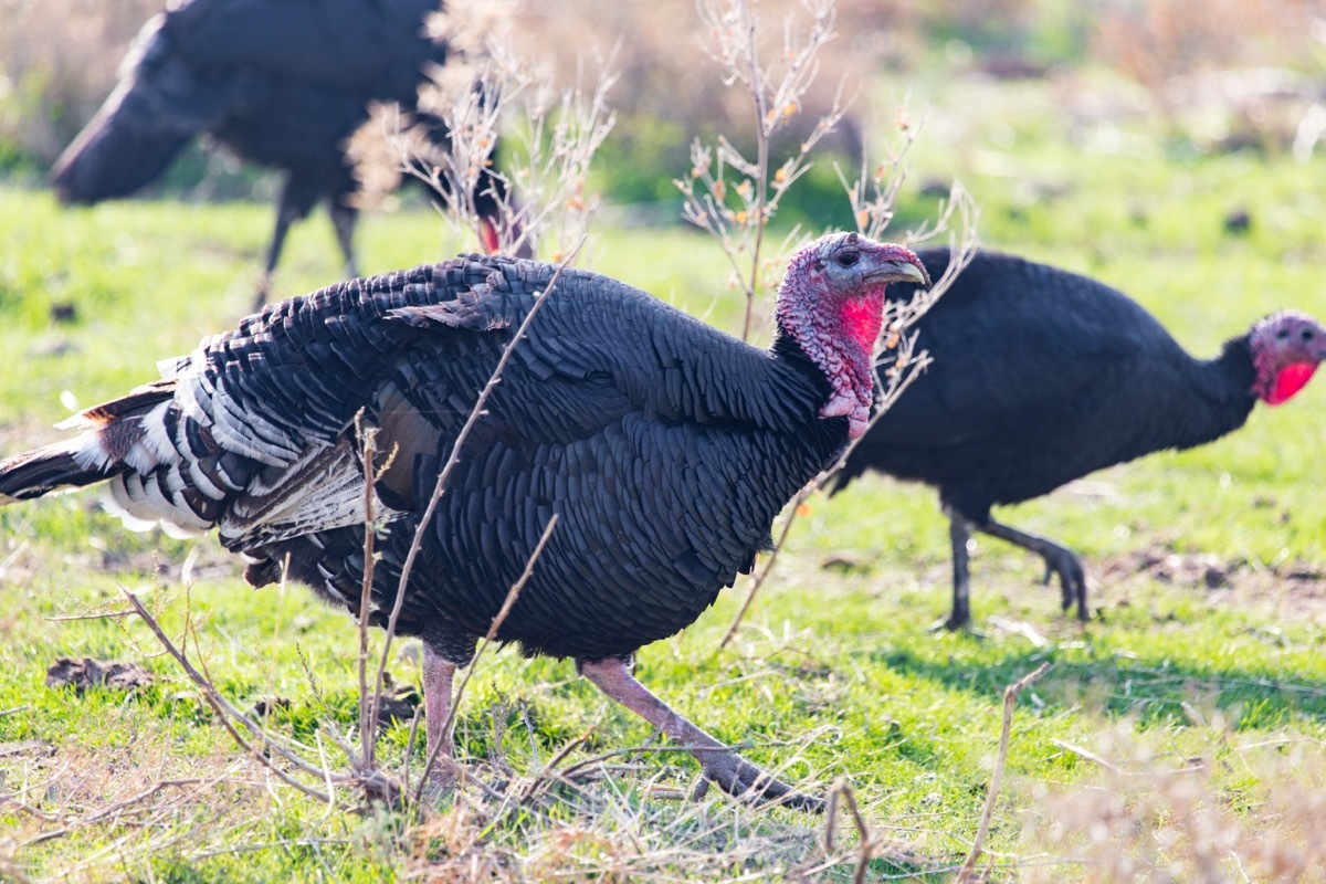 farm turkeys on grass