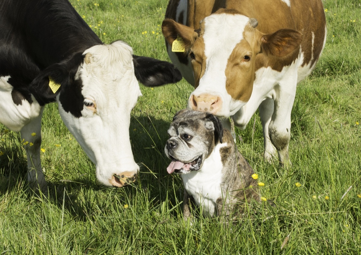 cow with boxer dog, cow photos