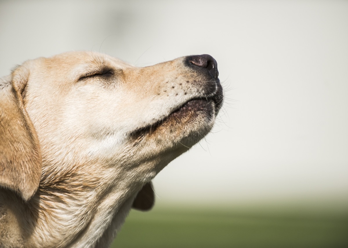 A small labrador retriever puppy catches the smells in a field on a bright summer day