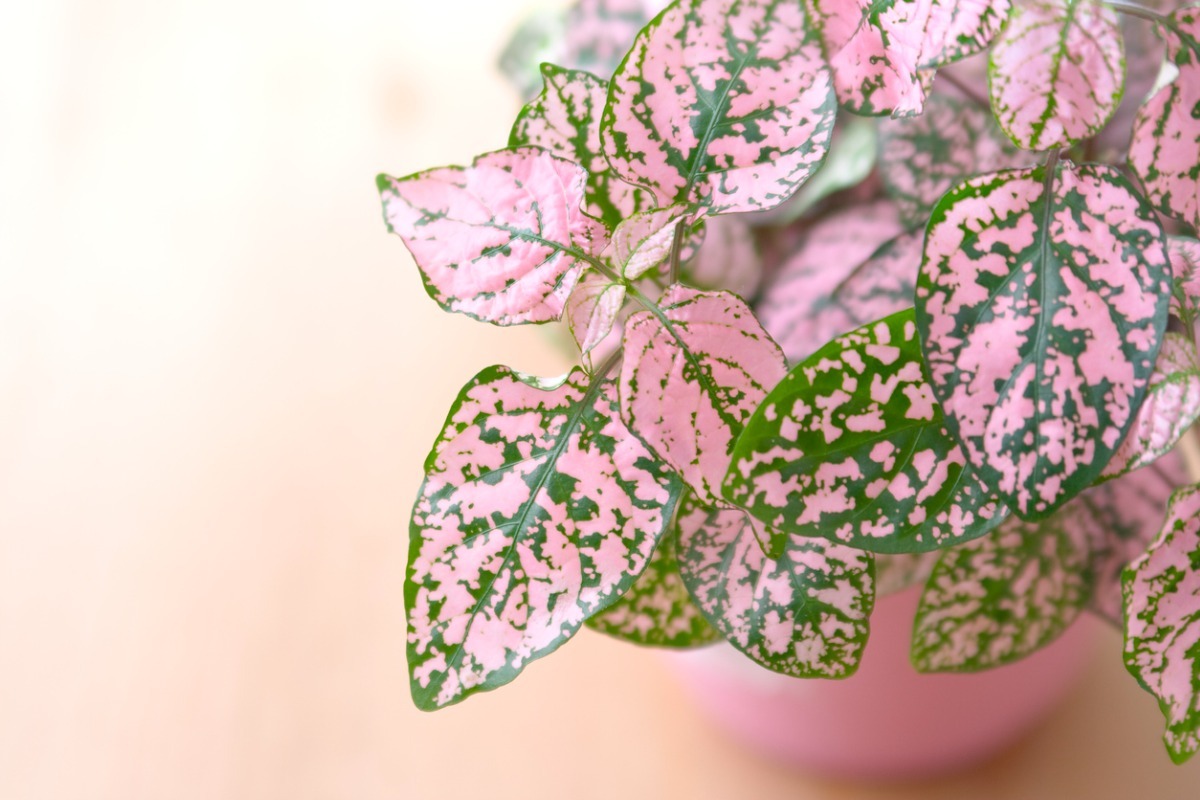 pink polka dot plant closeup