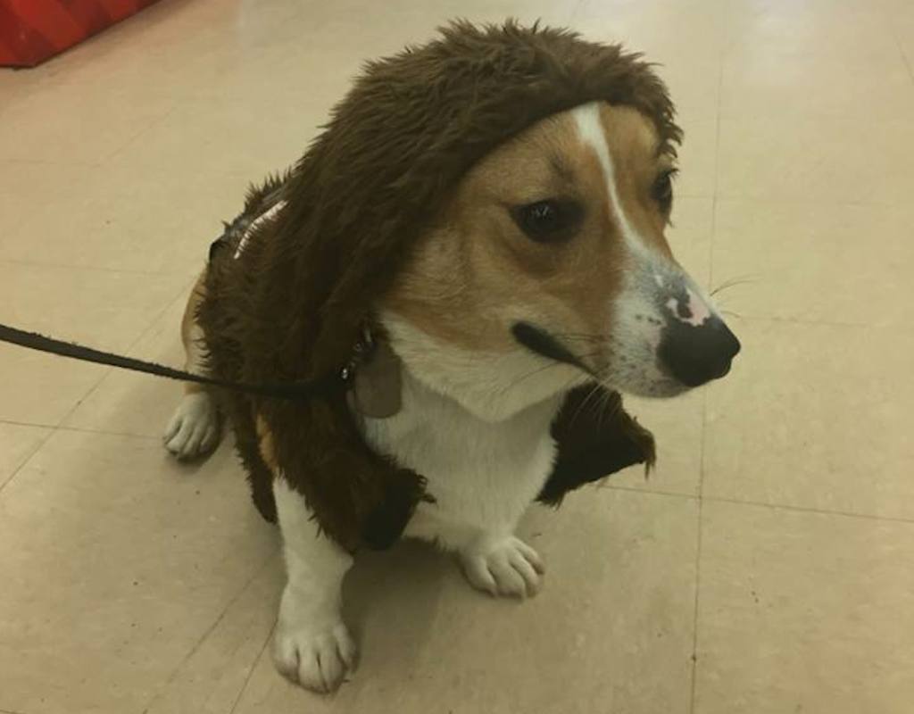 sherlock corgi wookie