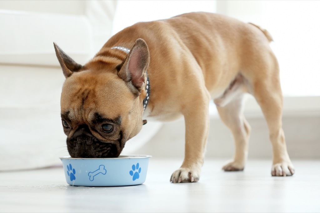 Dog Eating Food From a Bowl, things you shouldn't store in your basement