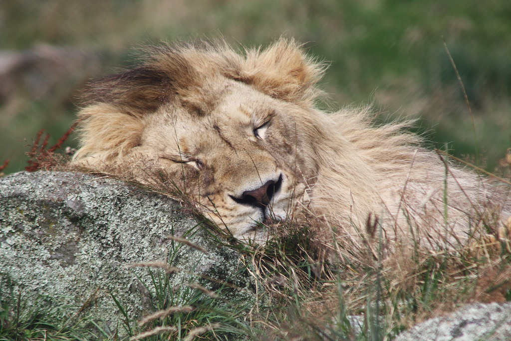 sleeping lion