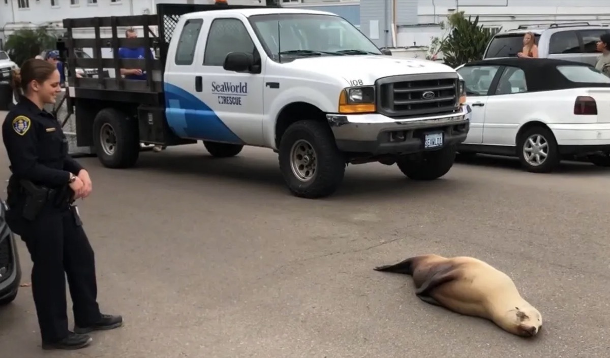 Sea Lion in the Road {Animal Stories}