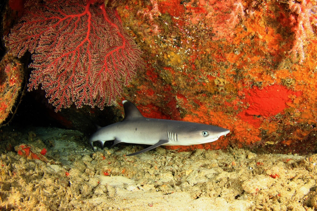 baby shark in water, dangerous baby animals