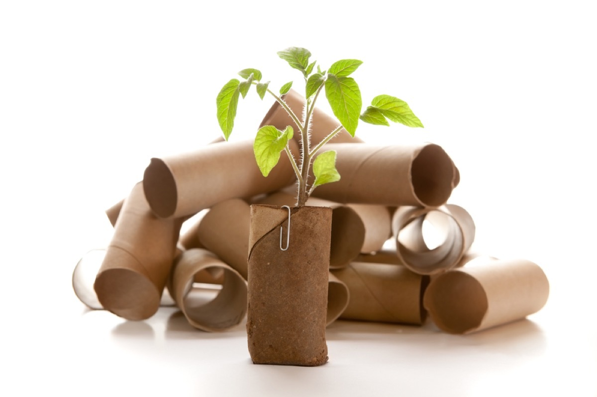 toilet paper rolls with plant growing, diy hacks