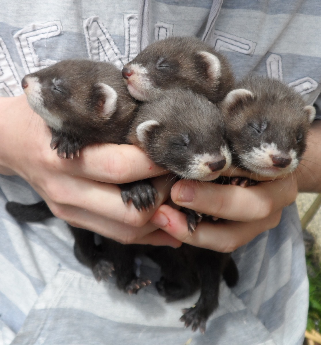 baby wolverine ferrets, dangerous baby animals