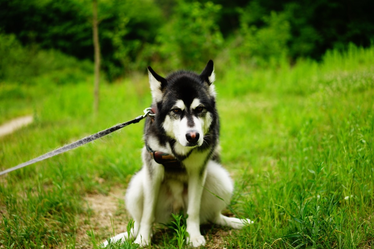 A dog staring at the grass