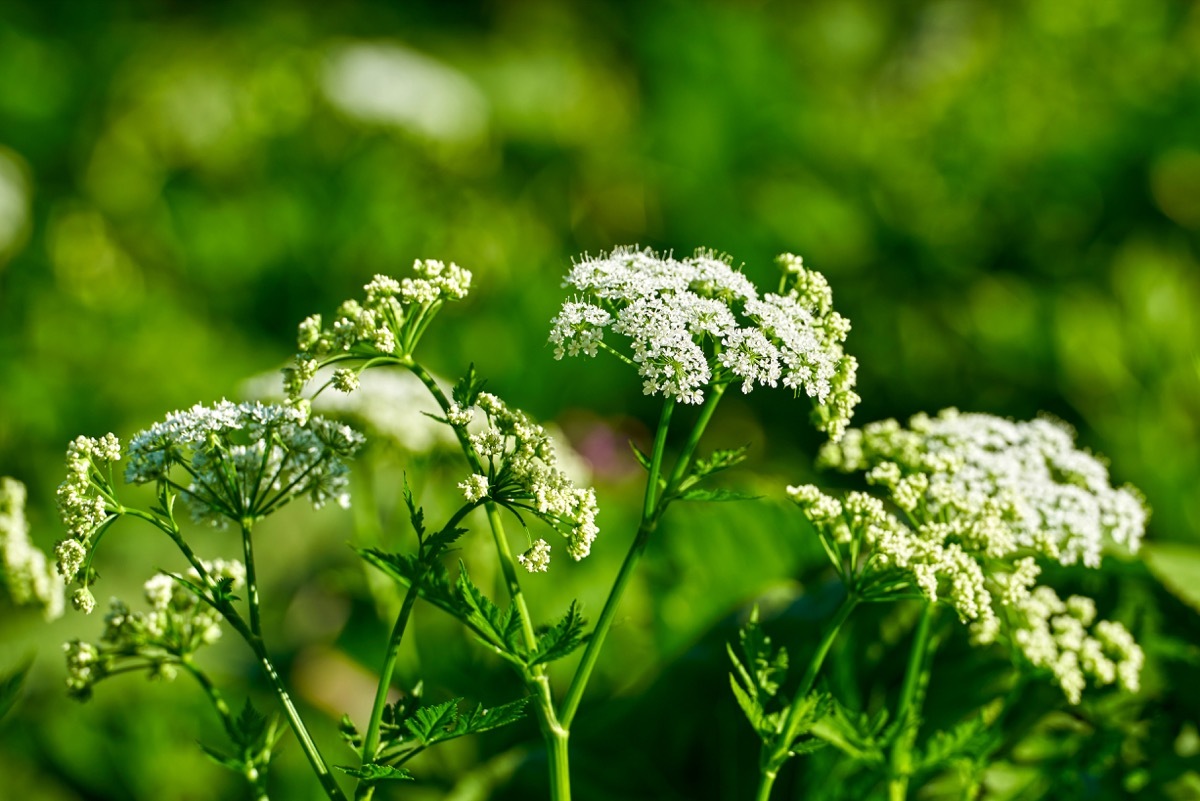 poison hemlock growing wild