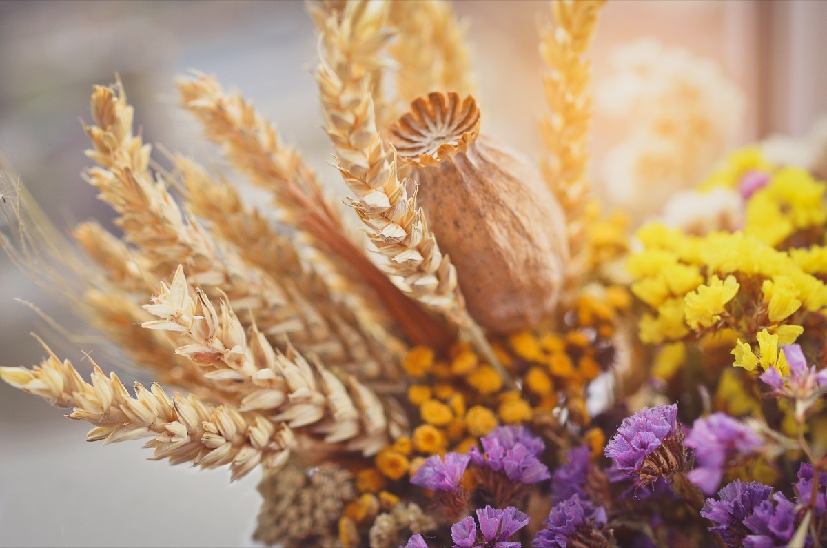 Bouquet of dried flowers