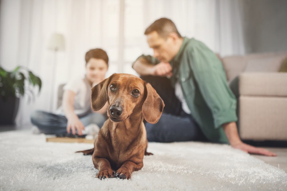 dog at home with family