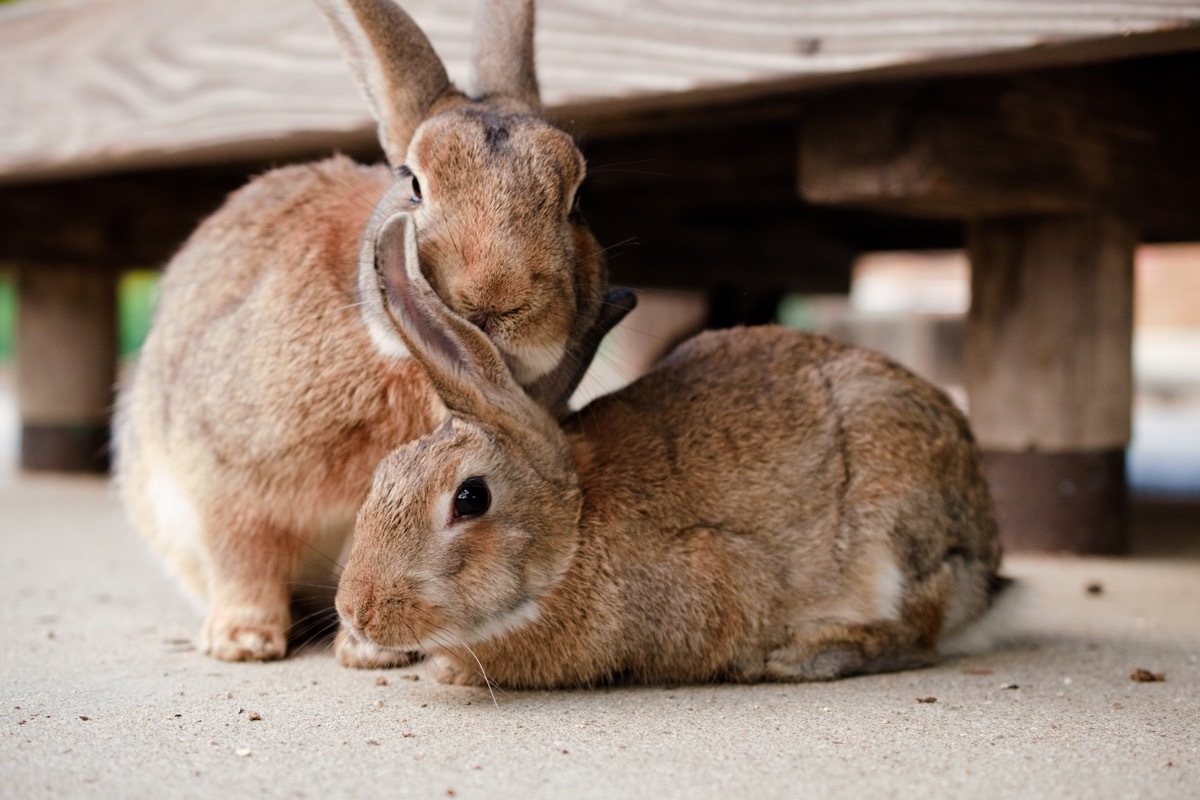 rabbits chilling together cuddled next to each other