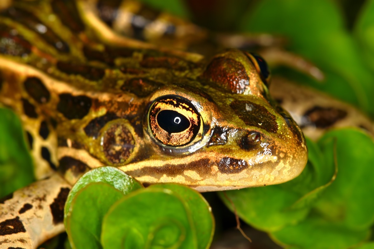 northern leopard frog on leaf