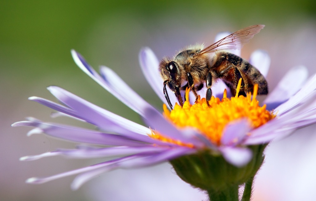 Western Honey Bee