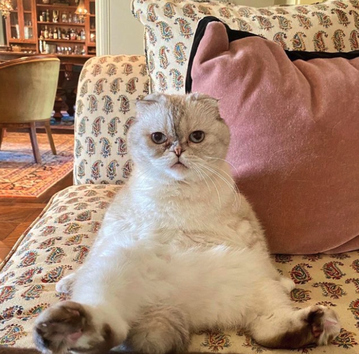 Taylor Swift's cat Olivia Benson