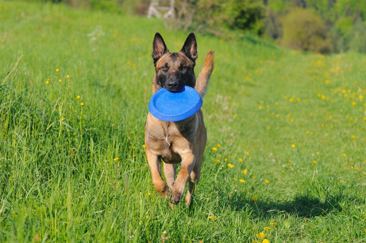 german shepherd puppy playing fetch