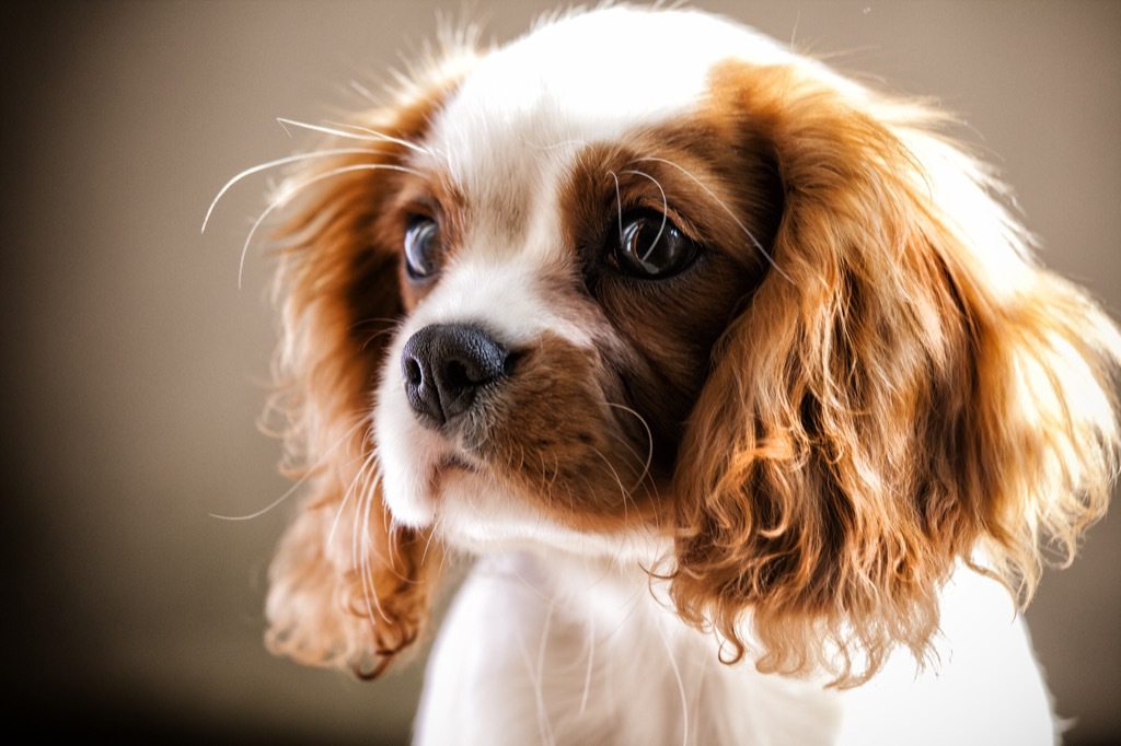 whiskers help dogs see in the dark