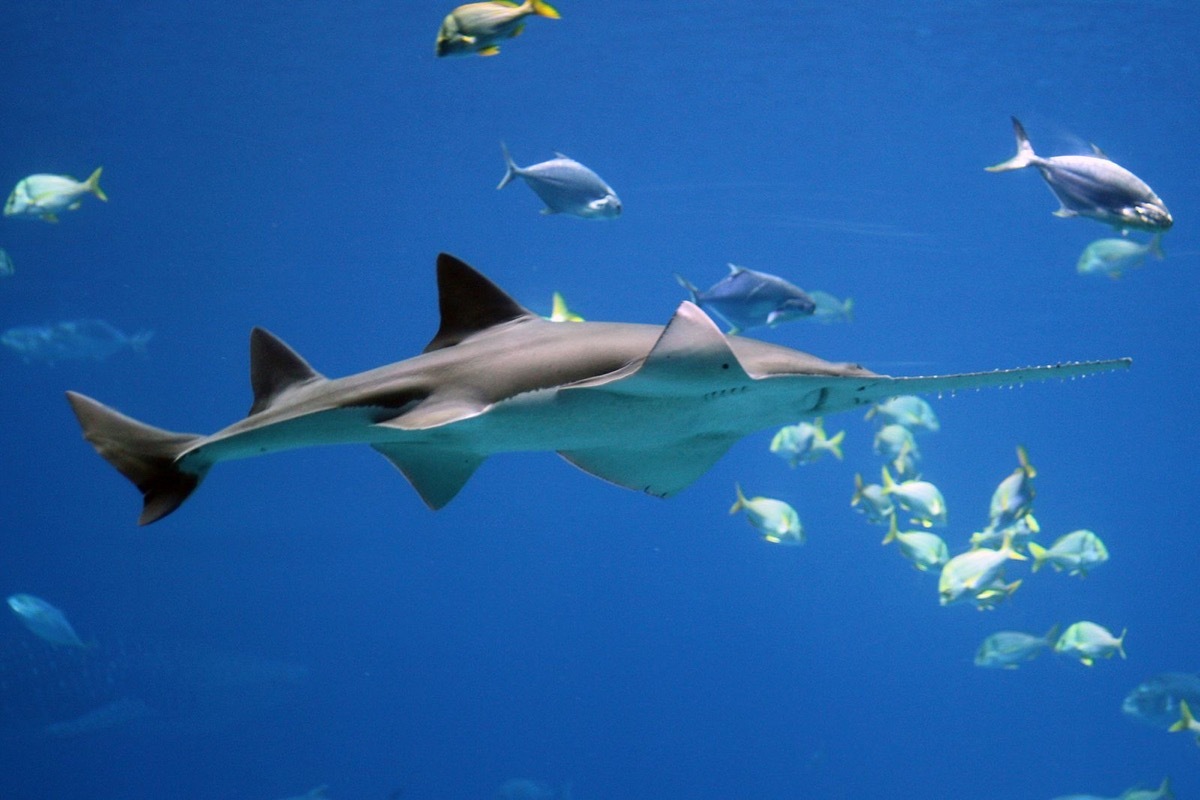 Largetooth Sawfish