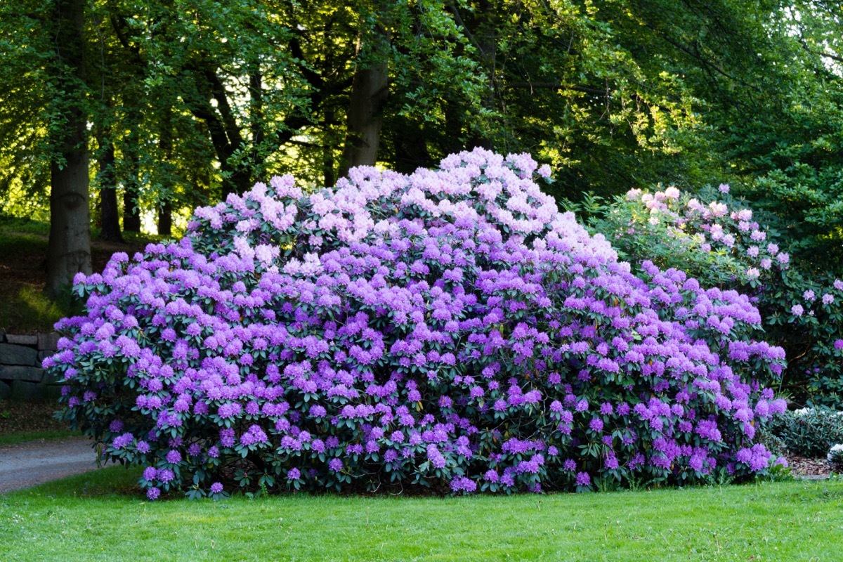 Rhododendron Bush Dangerous Plants in Your Backyard