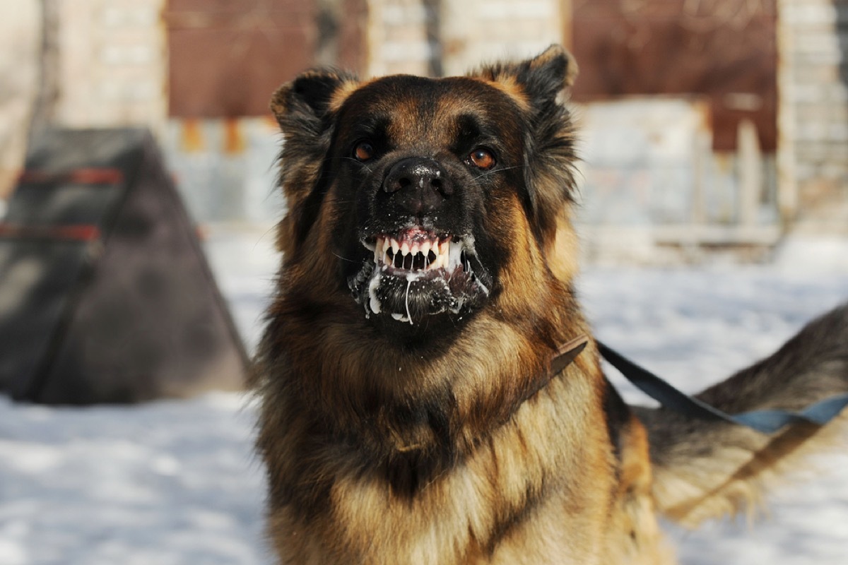 dog with rabies, rabid dog, foaming at the mouth, contagious conditions