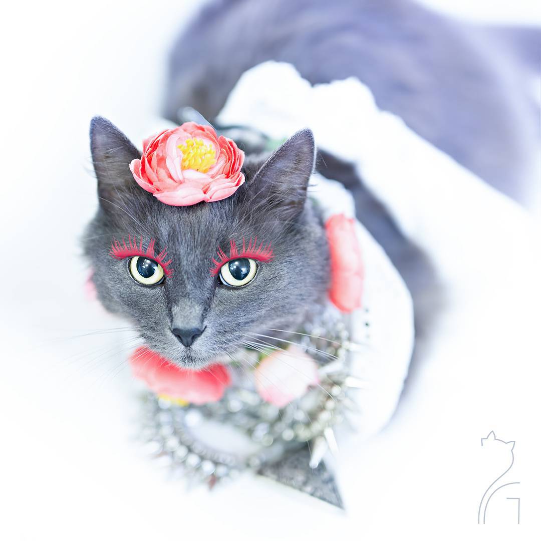 the_most_fashionable_cat_pitzush_puss_in_glam_01