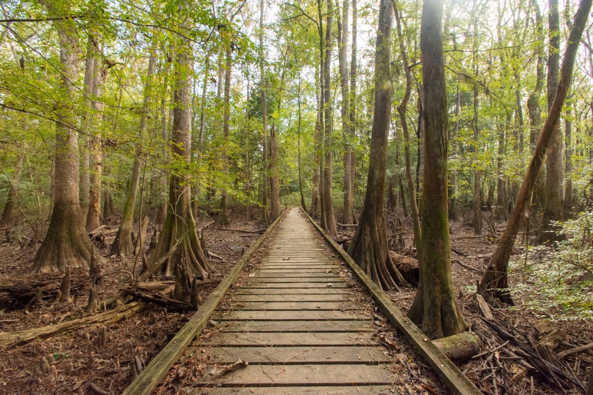 Congaree National Park