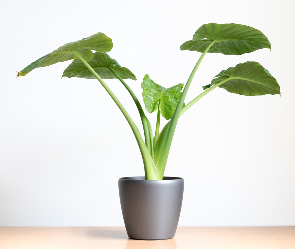 elephant ear plant