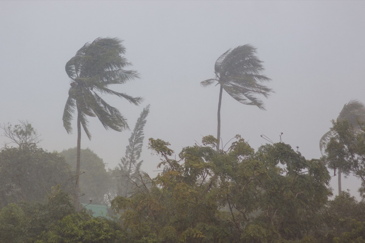 Phuket. Strong storm wind sways the trees and breaks the leaves from the two palm trees. The street is heavy rain. The weather turned bad. Declared a storm warning