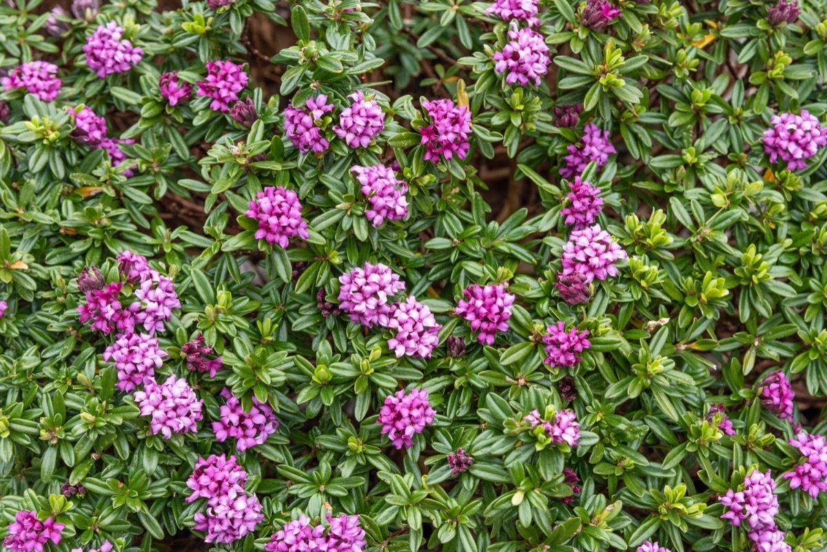 daphne shrub with purple flowers