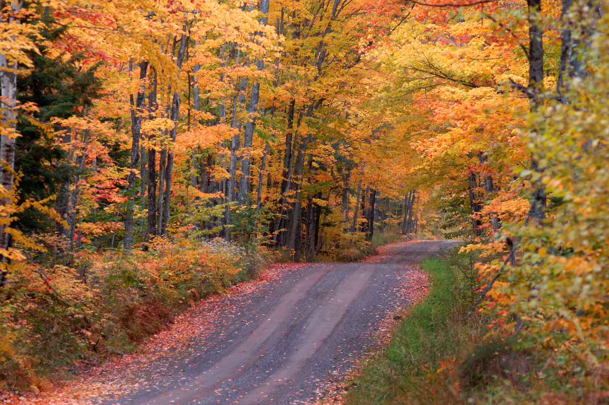 A road passing through Michigan's tunnel of trees