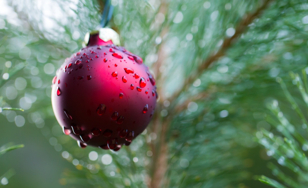 wet christmas tree with red ornament with water droplets