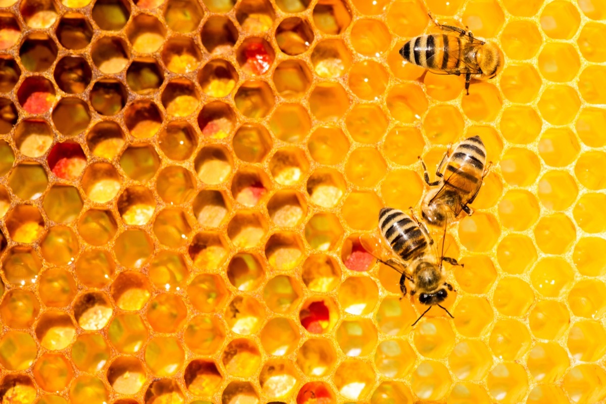 bees on honeycomb