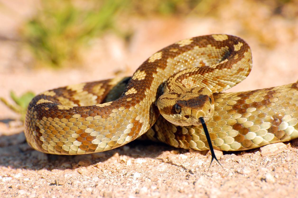 A blacktail rattlesnake coiled on the ground