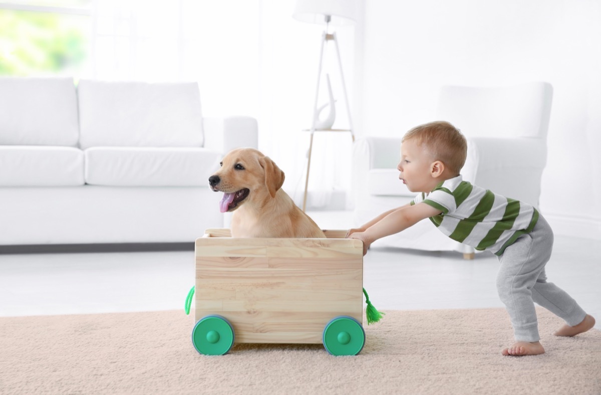 Labrador puppy playing with a baby