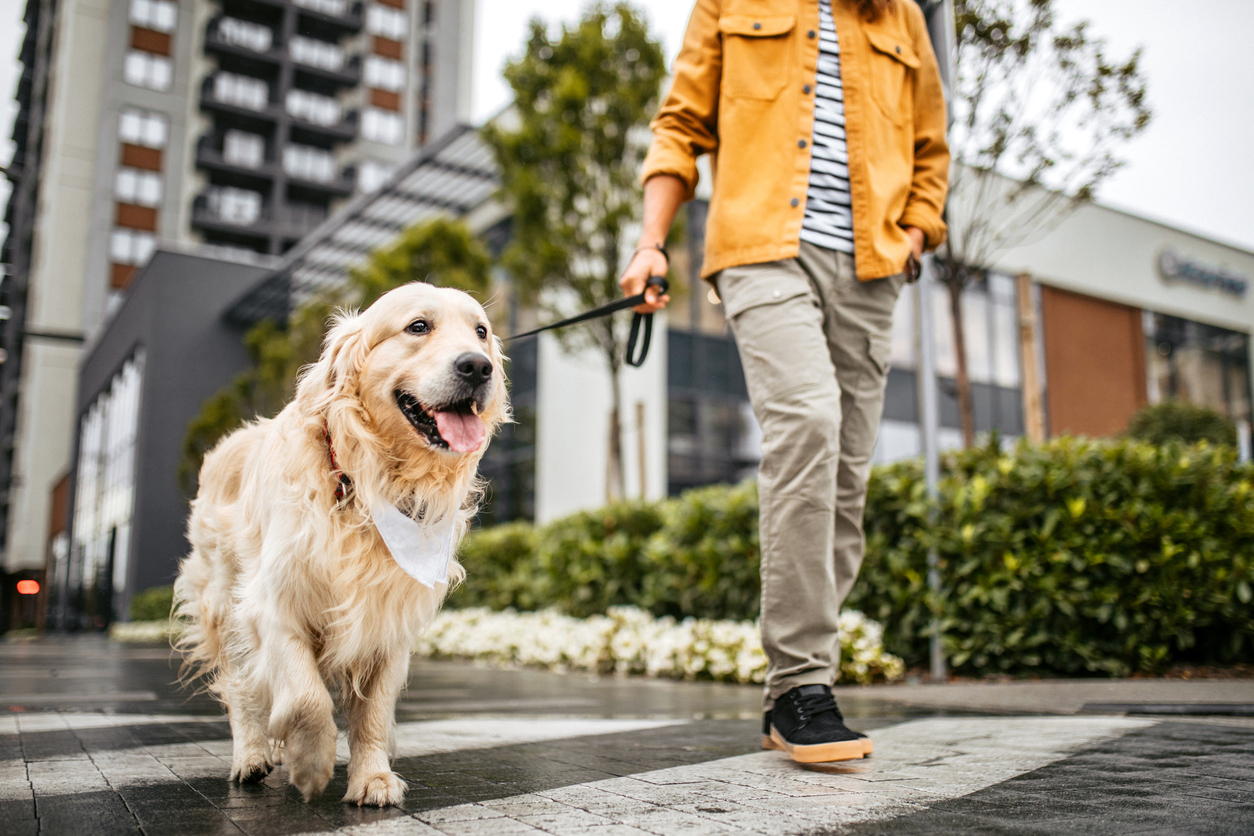 A close up of a person walking a Golden Retriever on a city street