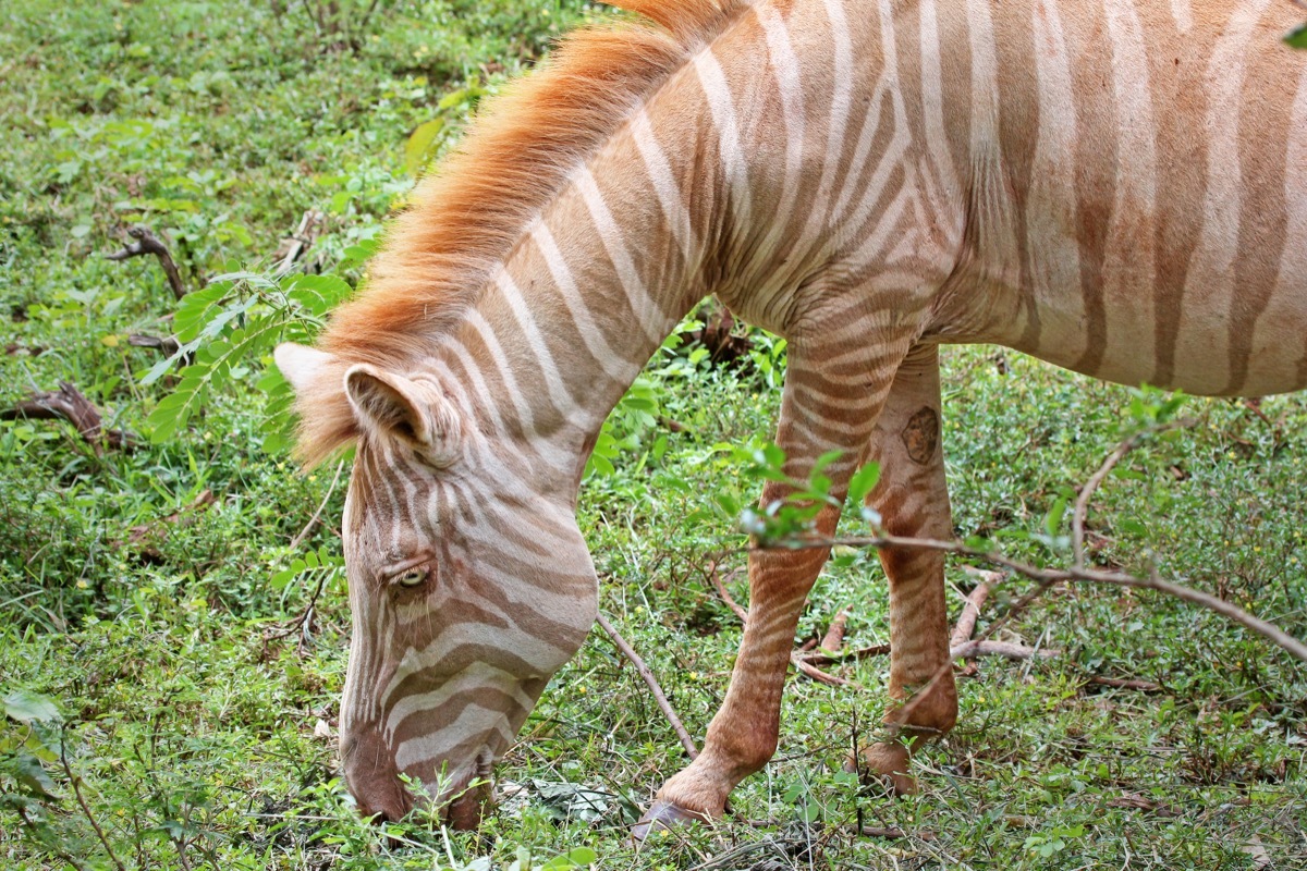 Albino zebra grazing some grass