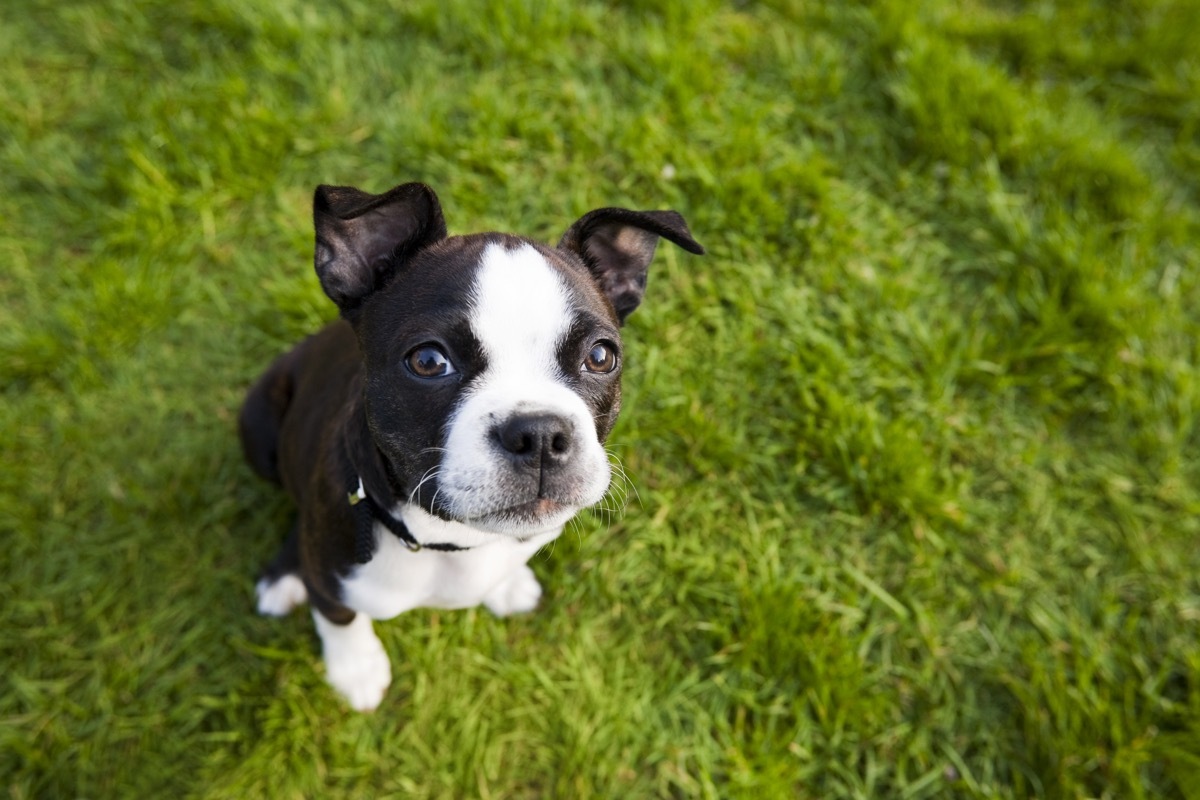 boston terrier puppy sitting in grass.