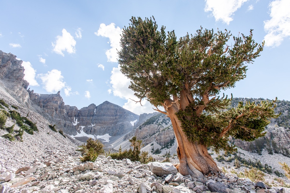 Landscape at Great Basin National Park, Nevada. Scenic view of Wheeler Peak. A large Bristlecone Pine tree in the foreground. A blue clouded sky above.