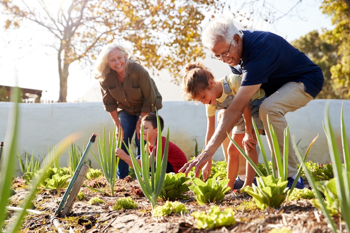 Grandparents planting in the garden with their grandkids