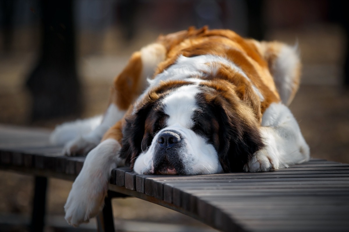 Saint Bernard Asleep on Dock