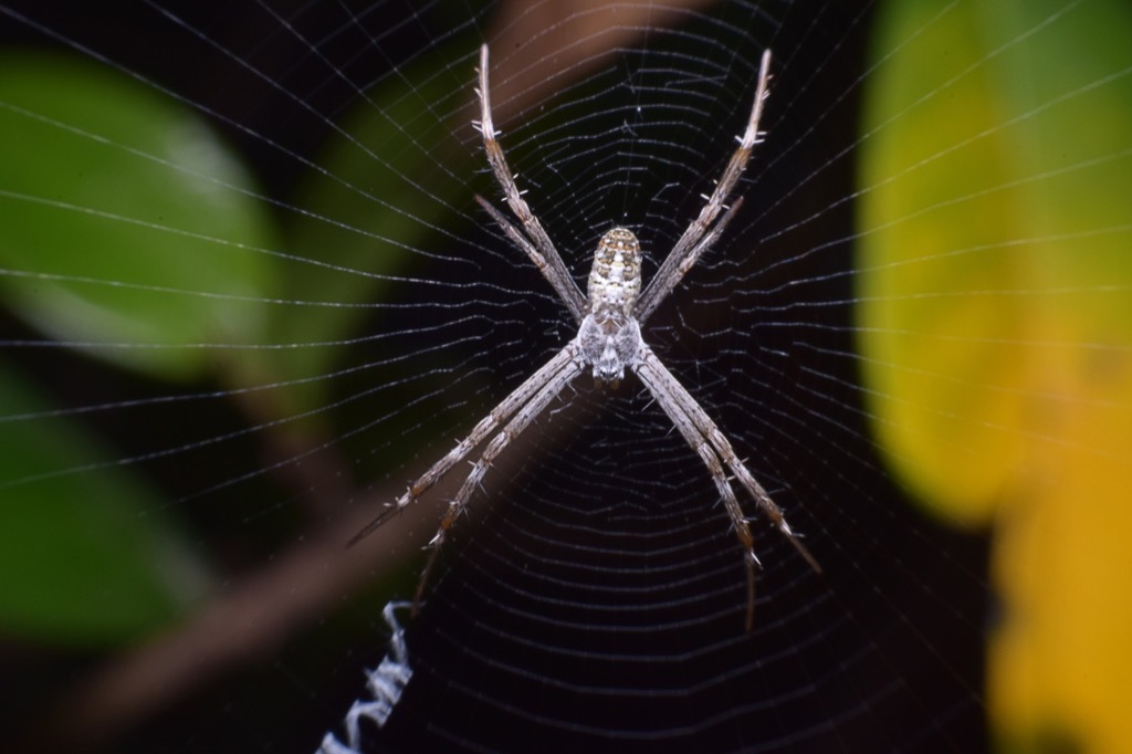 Spider web