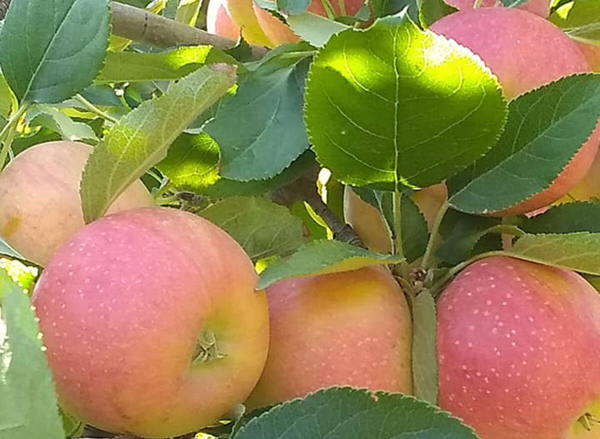 mesilla valley apples new mexico